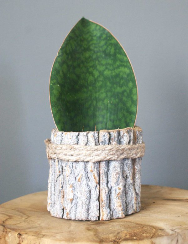 Sansevieria grandis "Big Leaf"