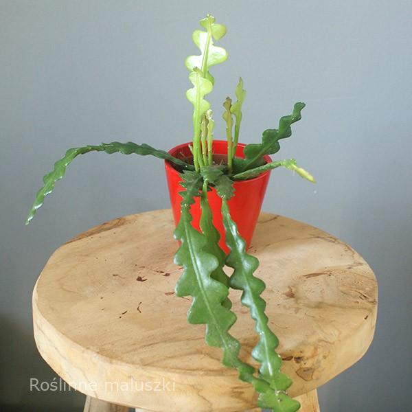 Epiphyllum anguliger -kaktus zygzak