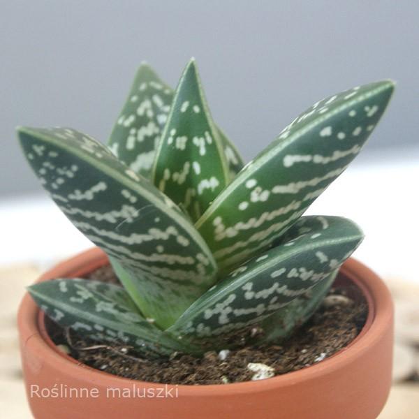 Aloe variegata (Aloes tygrysi)