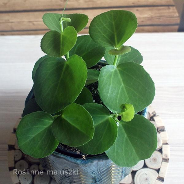Cissus cukrowy (Cissus rotundifolia)