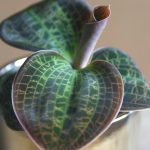 Macodes Petola (Jewel Orchid)