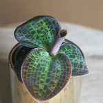 Macodes Petola (Jewel Orchid)