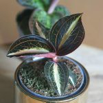 Jewel Orchid Amber