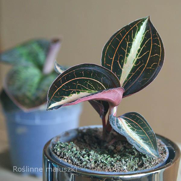 Jewel Orchid Amber
