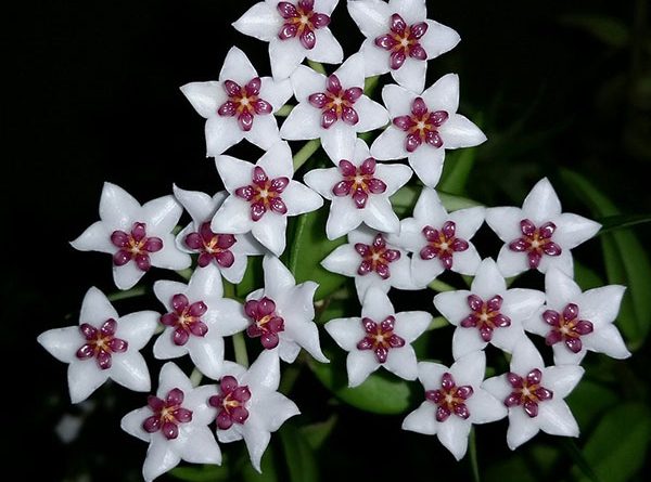 hoya bella