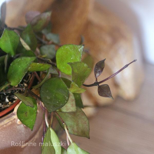 Hoya krohniana Black Leaves