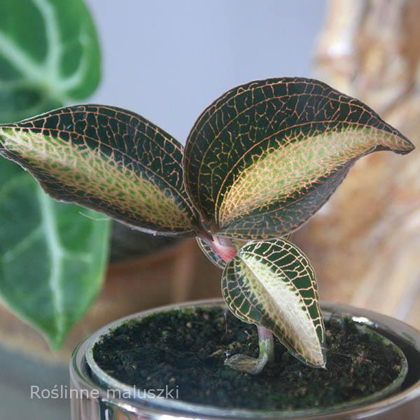 Jewel Orchid Pearl-orchidea klejnot