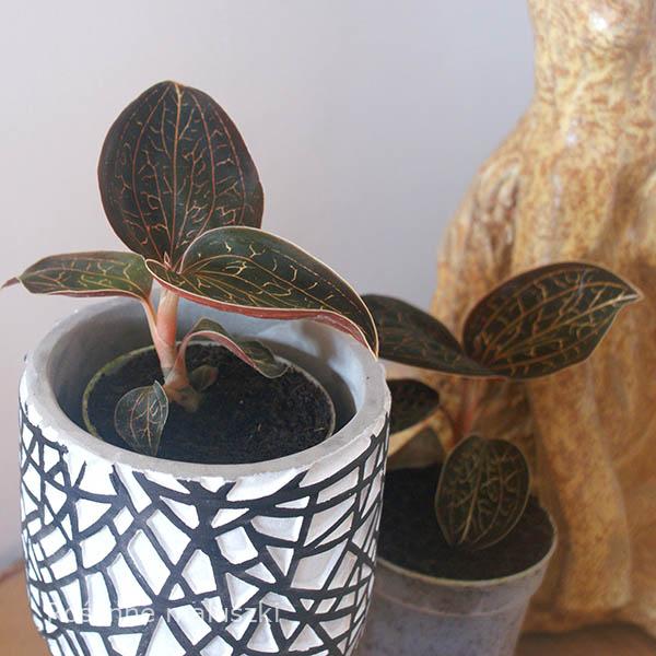Jewel Orchid Anoectochilus
