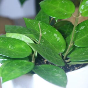 Hoya parasitica Black Edge