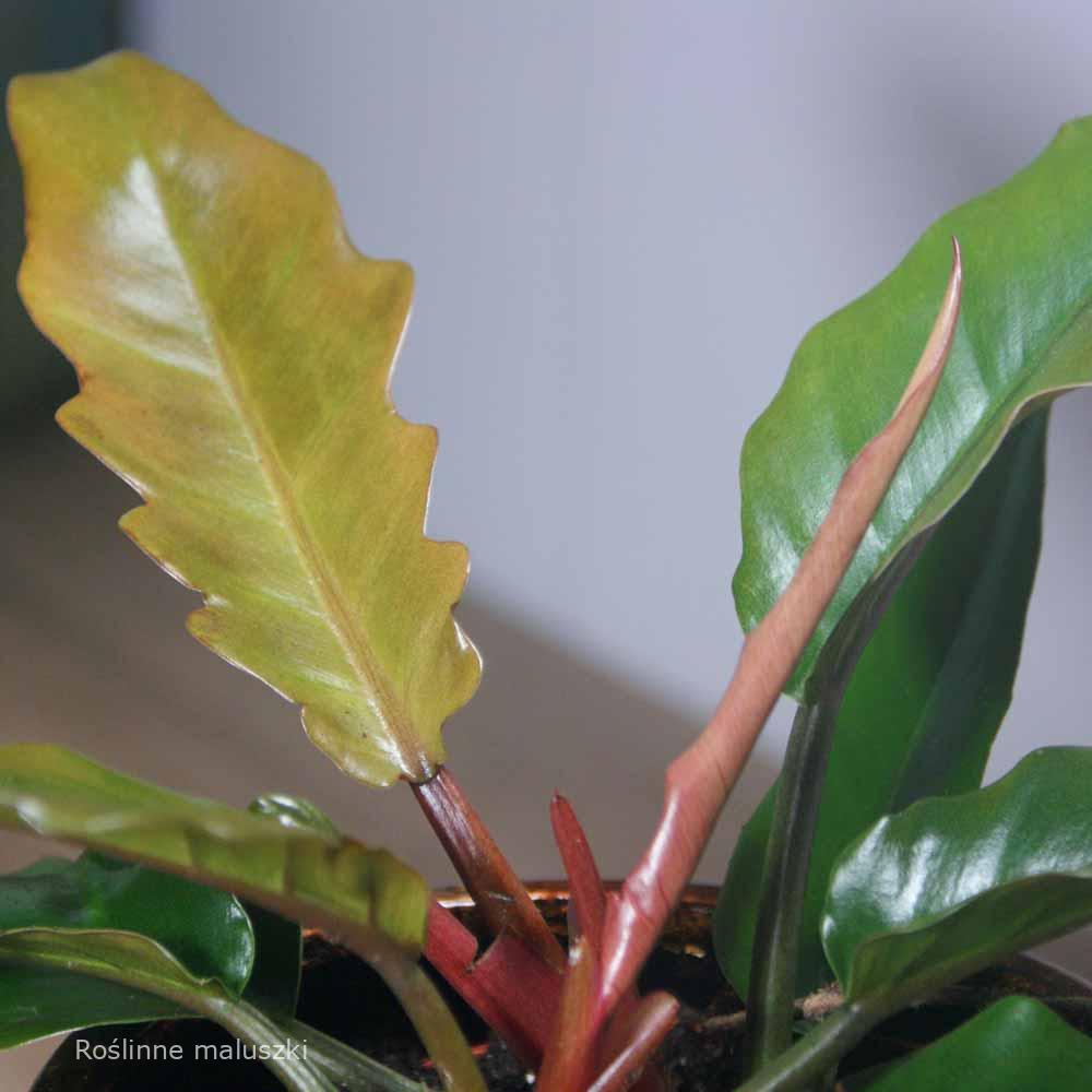 Filodendron Saw