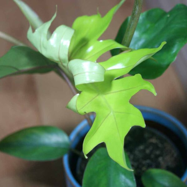 Filodendron Mayoi