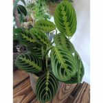 Maranta Lemon Lime