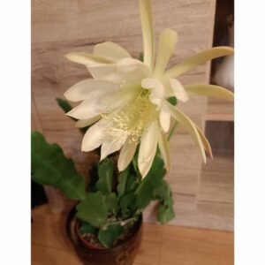 epiphyllum