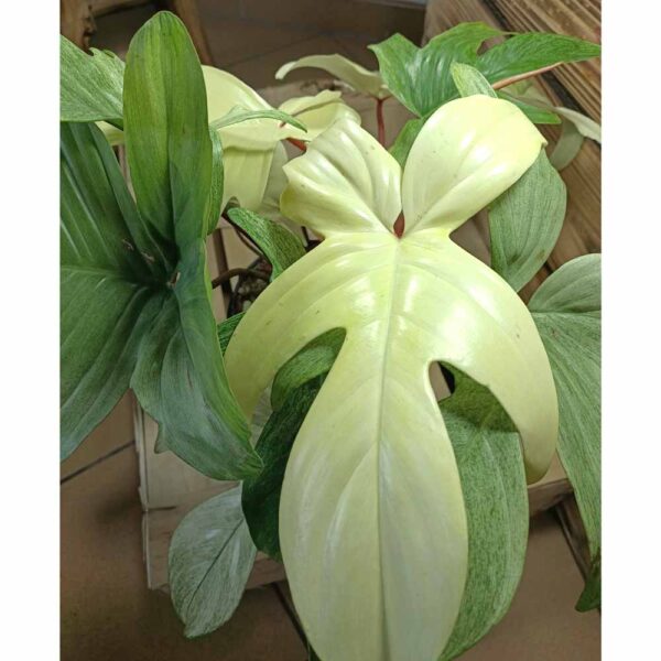 Filodendron Florida Ghost