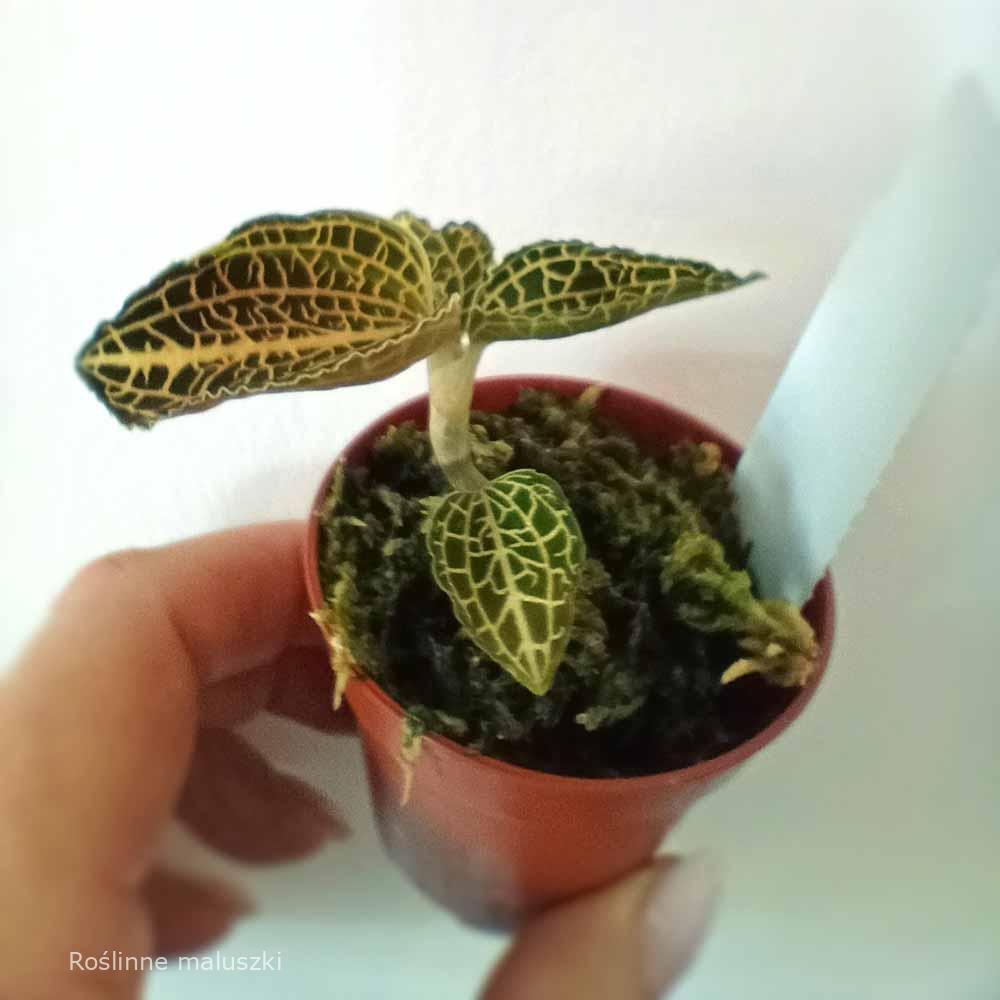 Jewel Orchid Anoectochilus siamensis x roxburhii