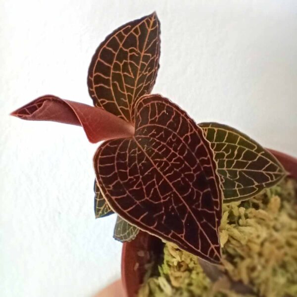 Jewel Orchid Anoectochilus roxburghii Red