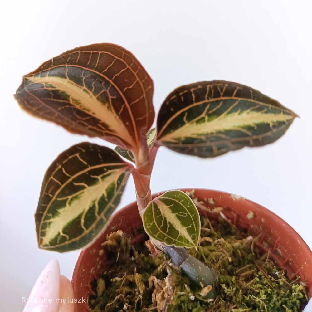 Jewel Orchid Anoectochilus leyli brown