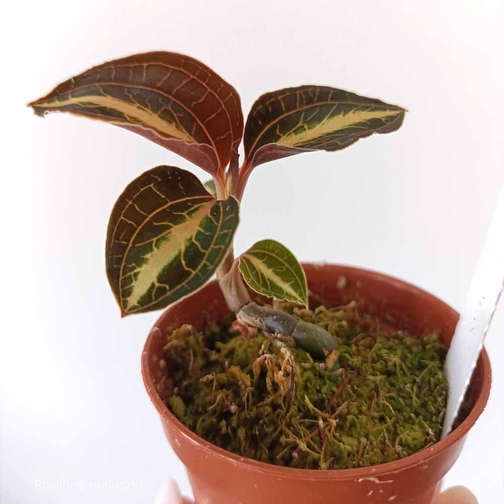Jewel Orchid Anoectochilus leyli brown