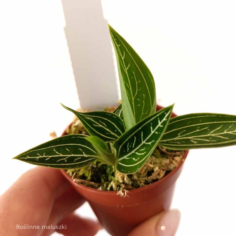 Jewel Orchid Discolor var alba silvery line