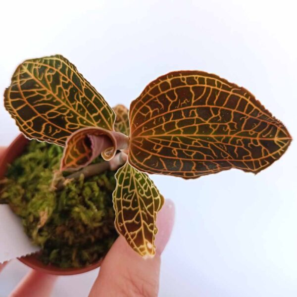 Jewel Orchid Anoectochilus reinwardti