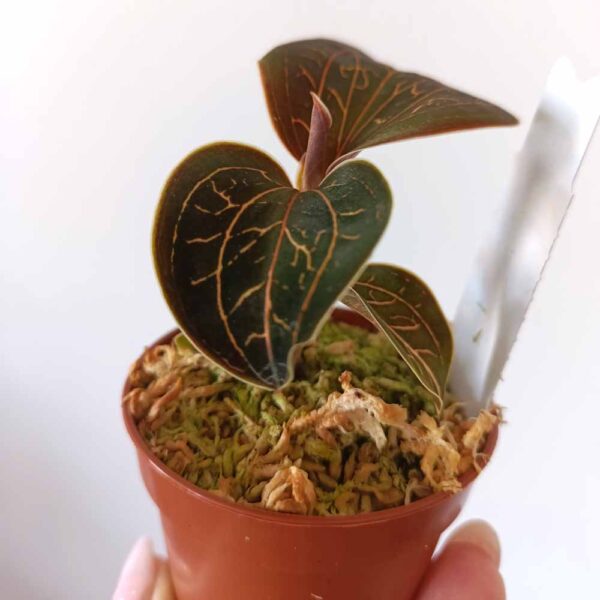 Jewel Orchid Anoectochilus chapaensis Golden