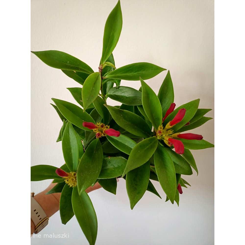 Aeschynanthus speciosus Carina (wspaniały)