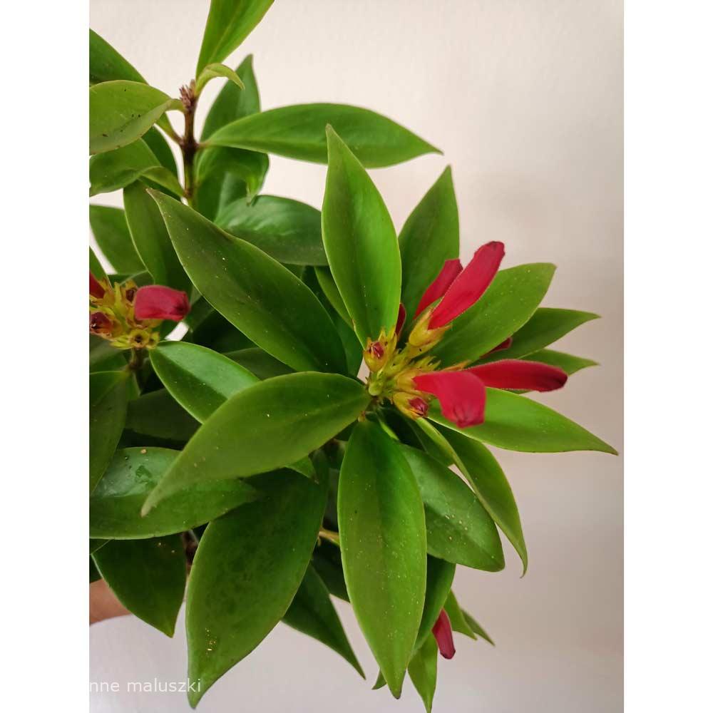 Aeschynanthus speciosus Carina (wspaniały)