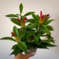 Aeschynanthus speciosus Carina (wspaniały)