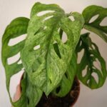 Monstera Adansonii Mint