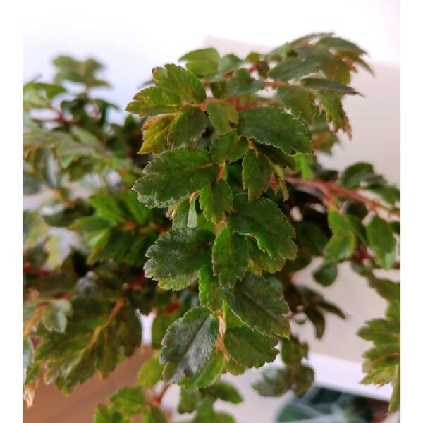 Begonia Foliosa Miniata