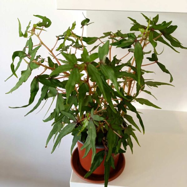 Begonia Tripartita