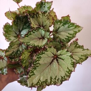 Begonia beleaf Asian Tundra