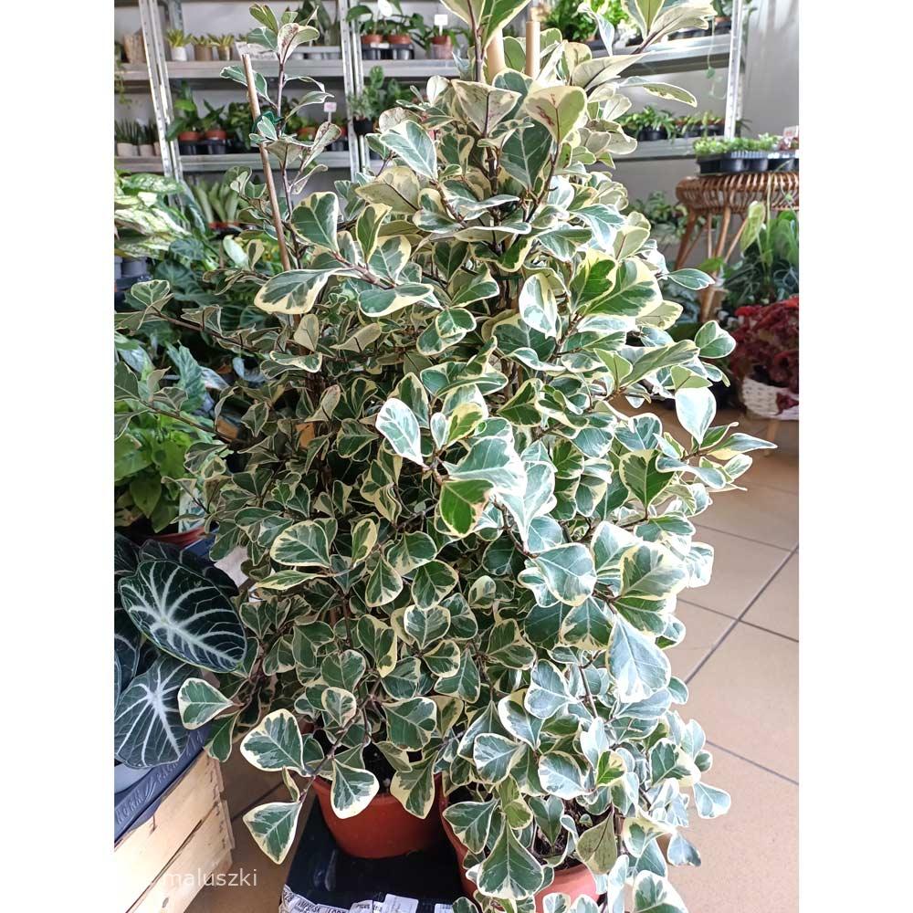 Ficus Triangularis Sweetheart