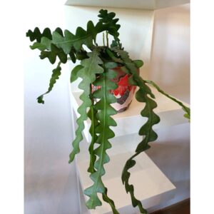 Epiphyllum anguliger -kaktus zygzak