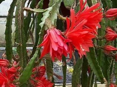 Epiphyllum ackermanii Red Tip