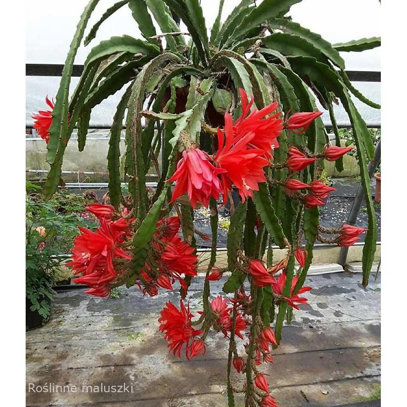 Epiphyllum ackermanii Red Tip
