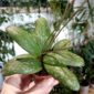 Hoya Sigillatis baby