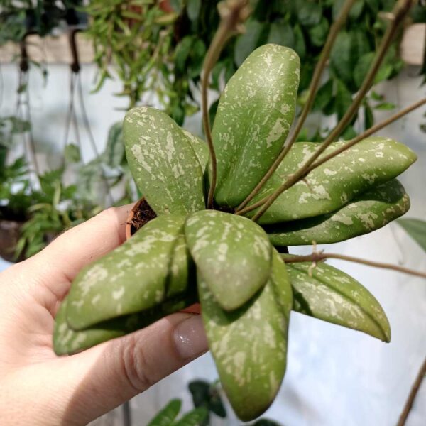 Hoya Sigillatis baby