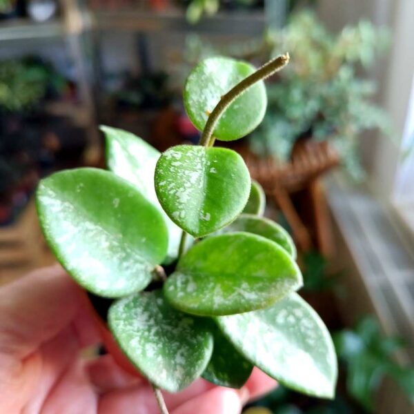 Hoya Mathilde splash baby