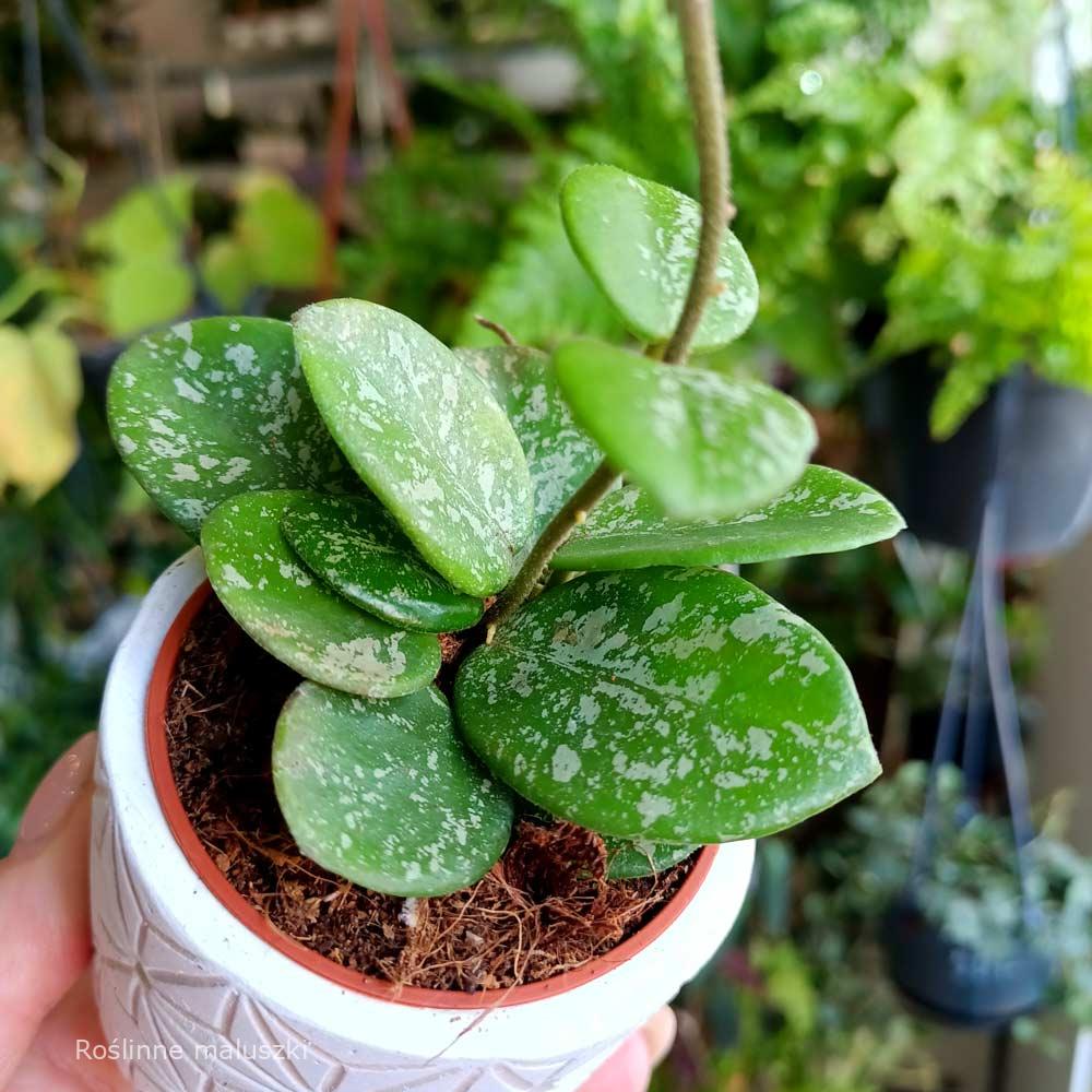 Hoya Mathilde splash baby