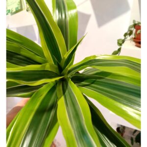 Dracaena Lemon Lime