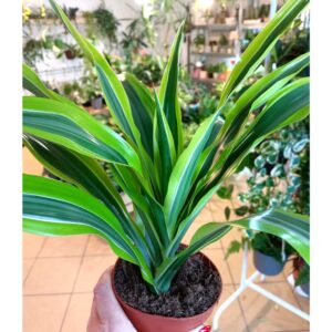 Dracaena Lemon Lime