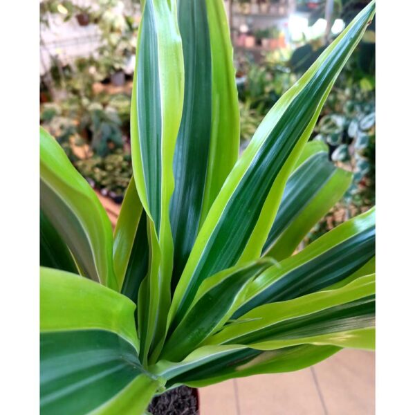 Dracaena Lemon Lime