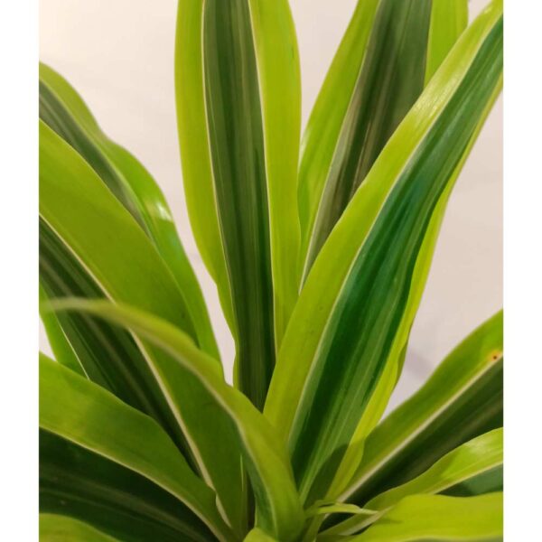 Dracaena Lemon Lime