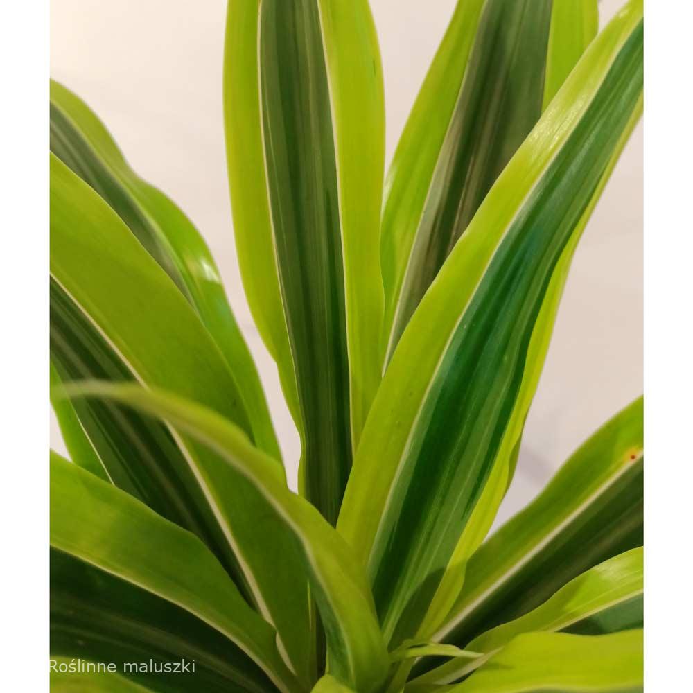 Dracaena Lemon Lime