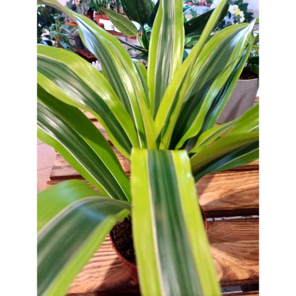 Dracaena Lemon Lime