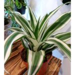 Dracaena White Jewel