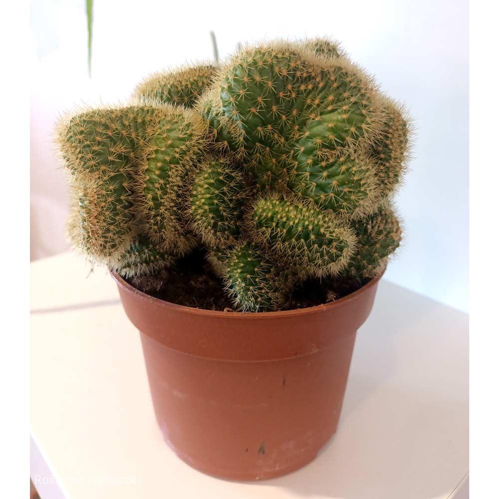 Cactus Hildewintera aureispina cristata