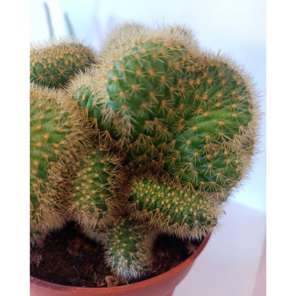 Cactus Hildewintera aureispina cristata