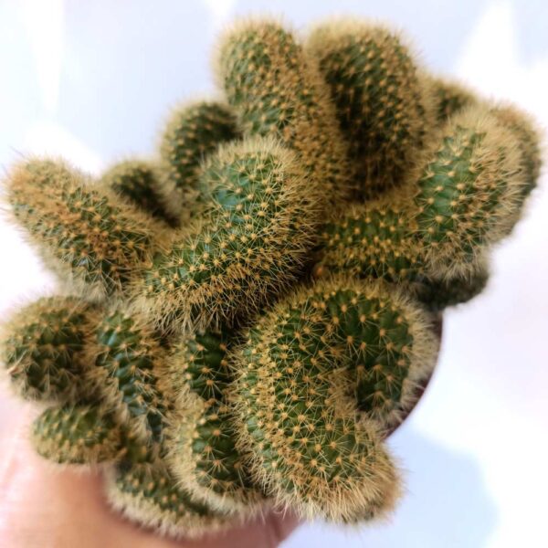 Cactus Hildewintera aureispina cristata